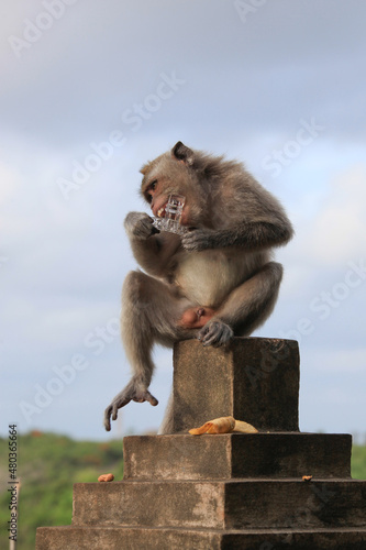 The monkey stole the tourist hairgrip and took it for a bite. The temple of Uluwatu, Bali, Indonesia © Arkadii Shandarov