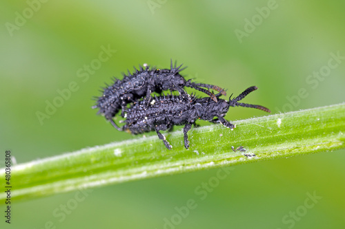 Two spiny beetles of the species Hispa atra copulating on a blade of grass. 