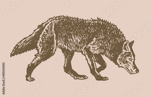 Graphical wolf walking, sepia background,vector illustration	