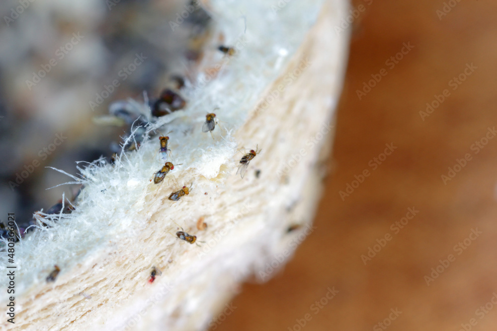 Trichogramma egg parasitoids are successfully used for biological control of a wide range of lepidopteran pests worldwide. The wasps that emerged from a ball in which they developed. Trichogramma egg parasitoids are successfully used for biological control of a wide range of lepidopteran pests worldwide. The wasps that emerged from a ball in which they developed.