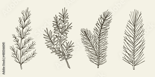 Fototapeta Naklejka Na Ścianę i Meble -  Set of hand drawn conifers. Cedar, juniper, fir, pine illustration