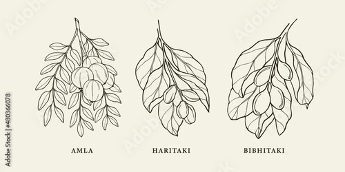 Hand drawn triphala herbs. Amla, haritaki, bibhitaki