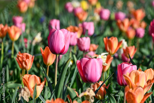 Field of colourful tulips close up in the sun
