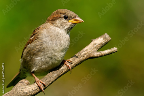 Juveniler Haussperling