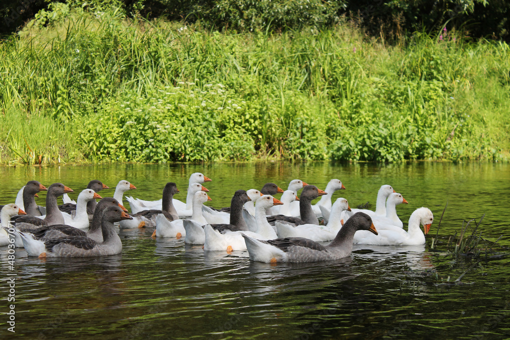 Fototapeta premium The Geese Swimming by the River with Green Grass Shore
