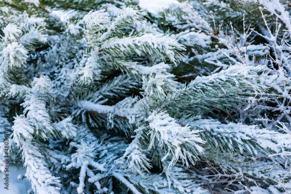 Snow-covered pine branches. The snow lies on long needles