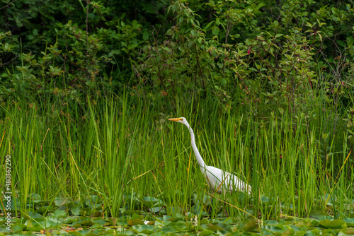 Great Egret or Great White Heron looking across the water.