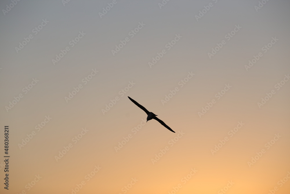 Fototapeta premium eagle in the sunset