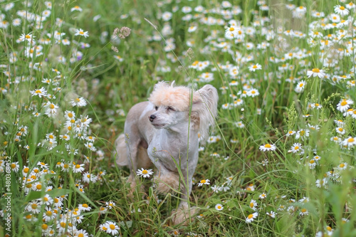 Fotografie A Chinese crested dog walks through a chamomile field
