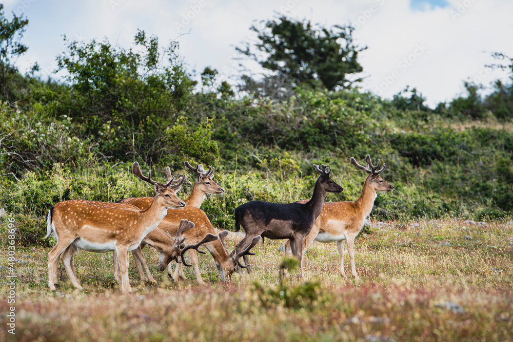 Naklejka premium Herd of bucks on the Swedish island of Hano. Bunch or group of wary stags on the isle of Hanö as they live happily in their habitat. Pack of male deers convey a sense of family and group union. Sweden