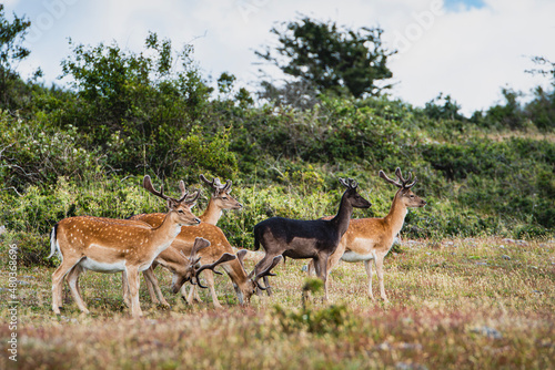 Fototapeta Naklejka Na Ścianę i Meble -  Herd of bucks on the Swedish island of Hano. Bunch or group of wary stags on the isle of Hanö as they live happily in their habitat. Pack of male deers convey a sense of family and group union. Sweden