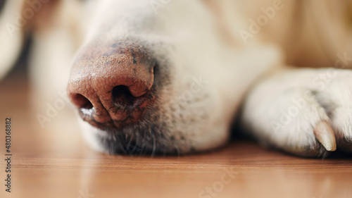 Close-up of sleeping dog at home. Snout of labrador retriever on wooden floor.