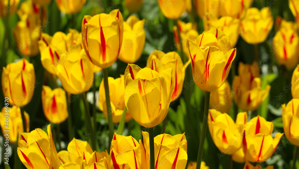 Yellow Red tulips with beautiful bouquet background, large format Yellow Red tulips with beautiful bouquet background, large format