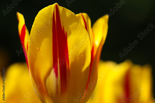 Close-up of a yellow tulip petals. Spring macro photography © Elena