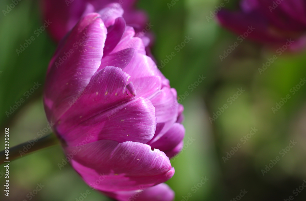Fototapeta premium a beautiful purple peony-shaped tulip (flower variety - Blue Diamond) blossom in spring with selective focus 