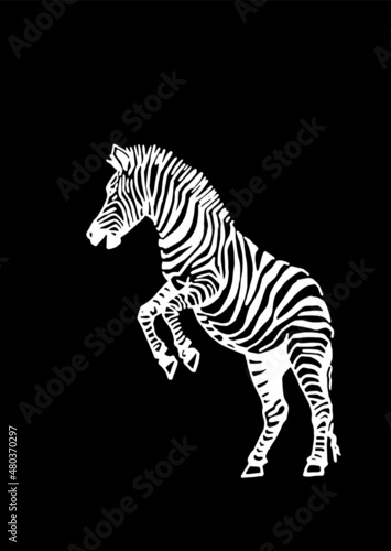 Fototapeta Naklejka Na Ścianę i Meble -  Vector zebra jumping, graphical illustration, savanna African animal