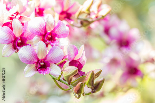 Beautiful pink and white orchid, Dendrobium. © winlyrung
