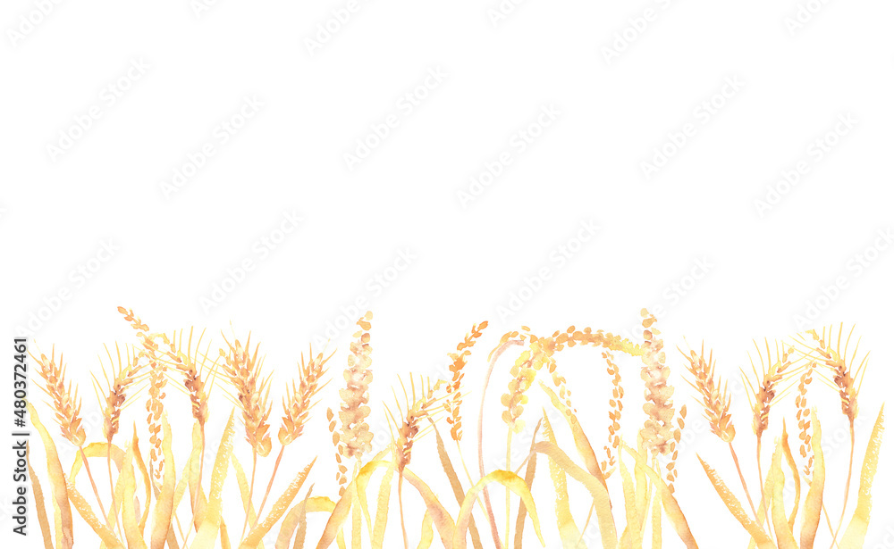 Fototapeta premium 水彩で描いた麦畑のイラスト