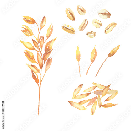 水彩で描いたオーツ麦のイラスト photo