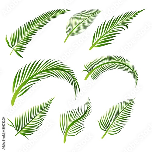Set collection of green palm leaves