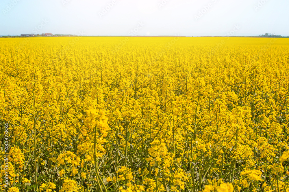 Blossoming beautiful golden yellow rape field scenery