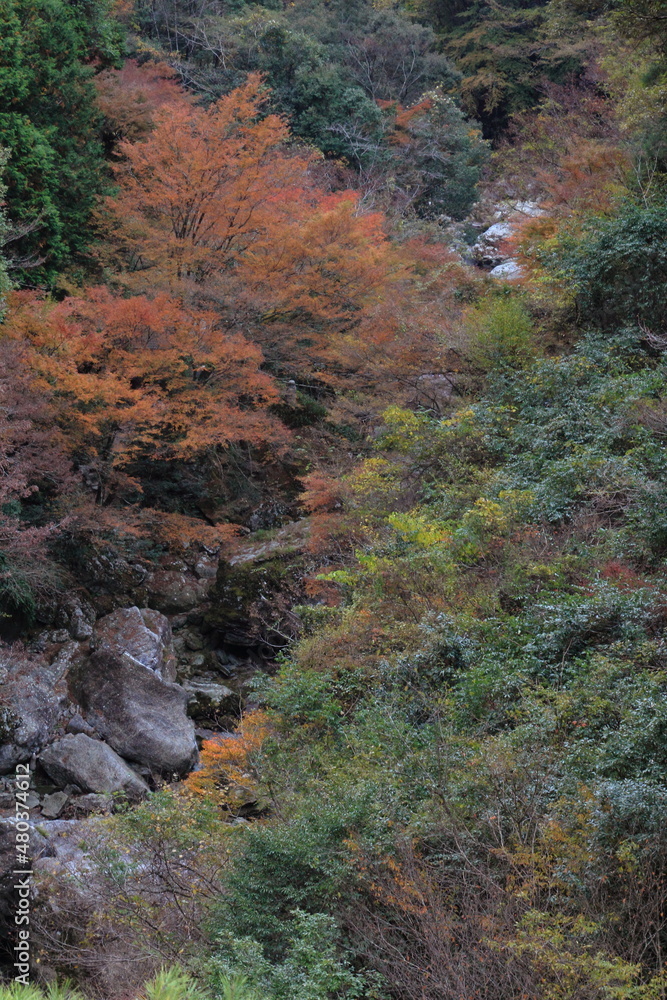 高知県 秋の中津渓谷
高知県 秋の中津渓谷