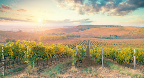 Ripe wine grapes on vines in Tuscany, Italy. Picturesque wine farm, vineyard. Sunset warm light