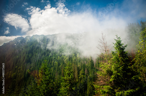 fog in the mountains