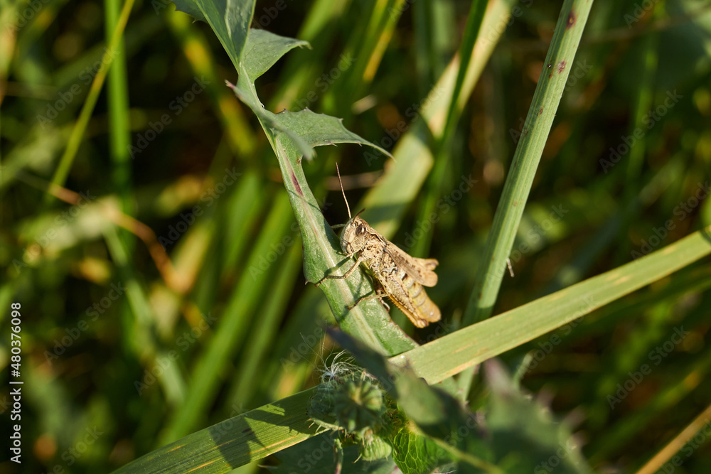 Locusts are sitting in the grass on the lawn. Locusts, acrides - several species of insects of the family of true locusts (Acrididae). Locusts are sitting in the grass on the lawn. Locusts, acrides - several species of insects of the family of true locusts (Acrididae).