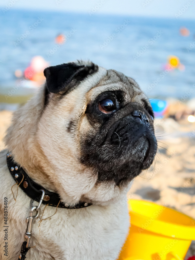 a brown-eyed beige pedigreed pug with a black folded muzzle looks with interest, sitting on a  beach
