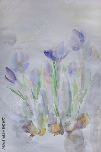 Crocuses on white background. Bulbous plant illustration. Pastel colors aquarelle. Laconic painting. Crumpled wet paper texture. Simple delicate wallpaper. Spring concept.