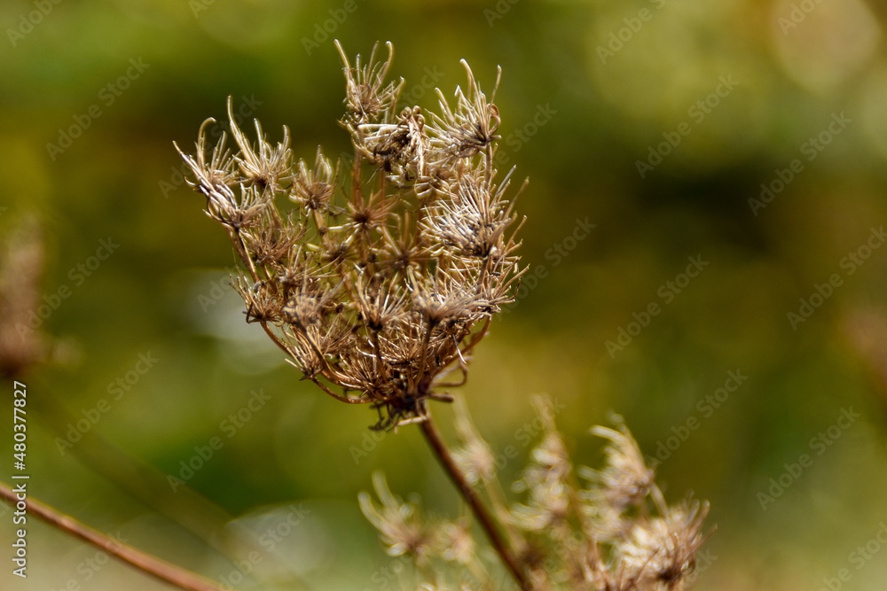 spider in the grass spider in the grass