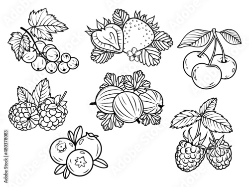 Set of various berries. Collection of field and bush berries blueberries, strawberries, circlet, etc. Healthly food. Fruits. Vitamins. Vector illustration on white background.