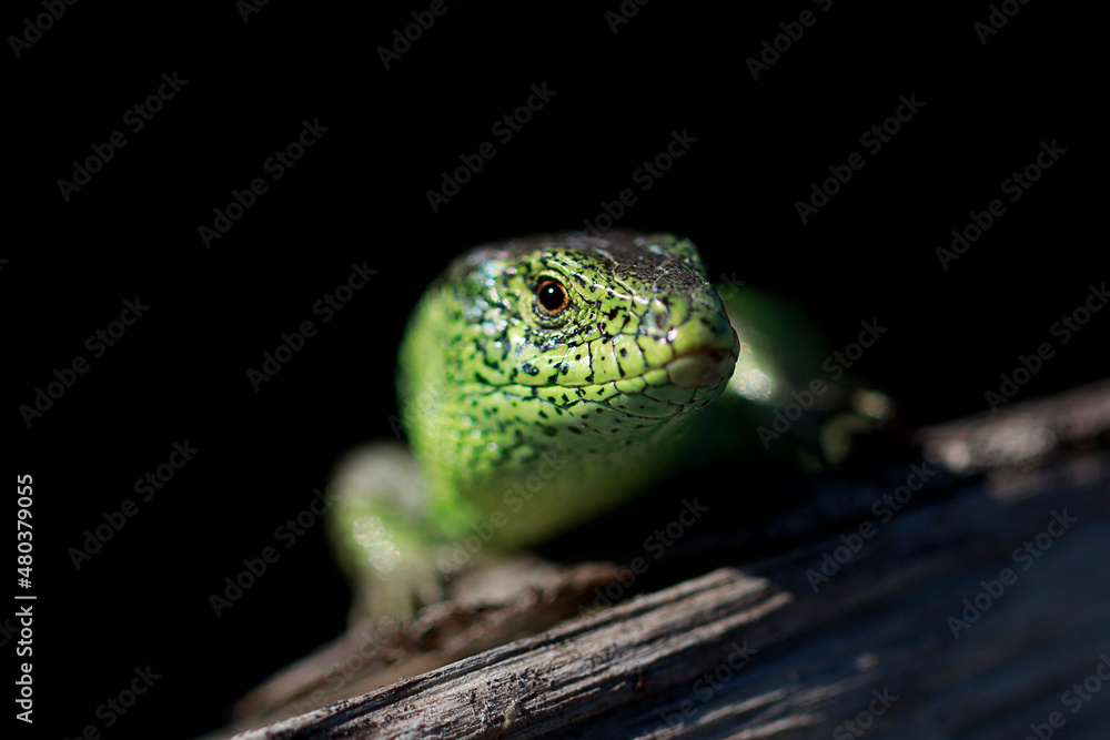 Fototapeta premium Sand lizard Lacerta agilis