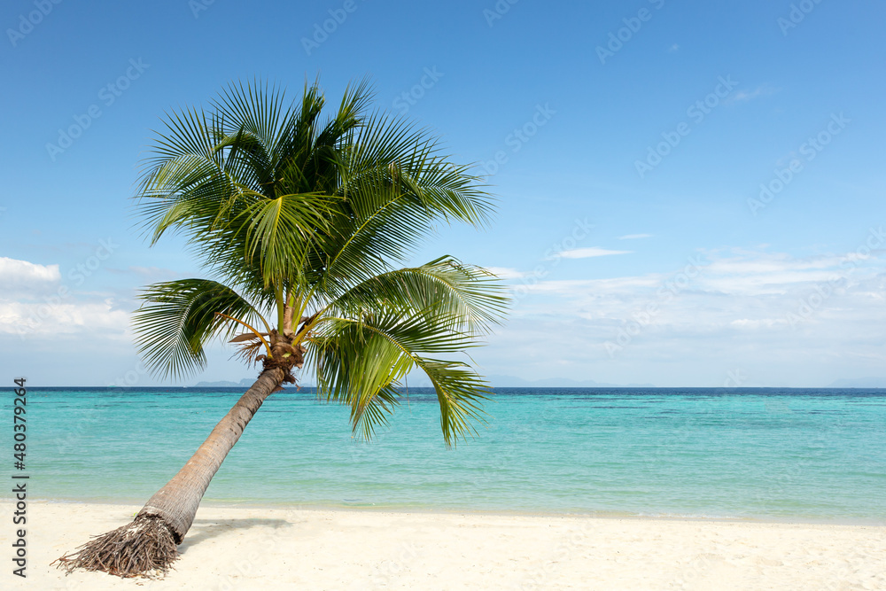 Palm tree on white sandy beach with blue sky and ocean.