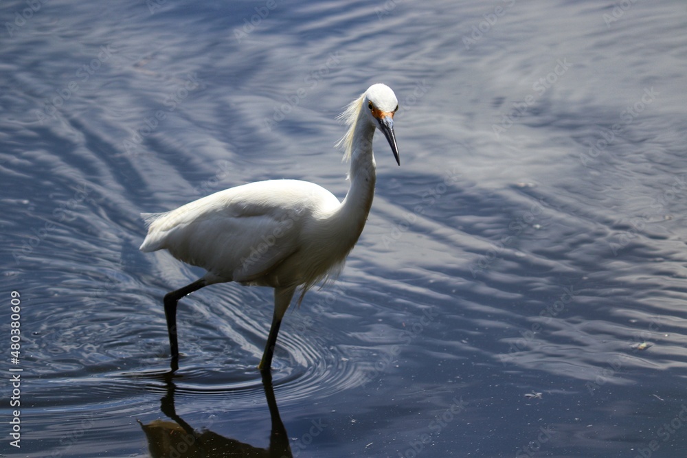 The beauty of the Great Egret found at Lagoa do Violão in Torres in Rio Grande do Sul, Brazil. The beauty of the Great Egret found at Lagoa do Violão in Torres in Rio Grande do Sul, Brazil.