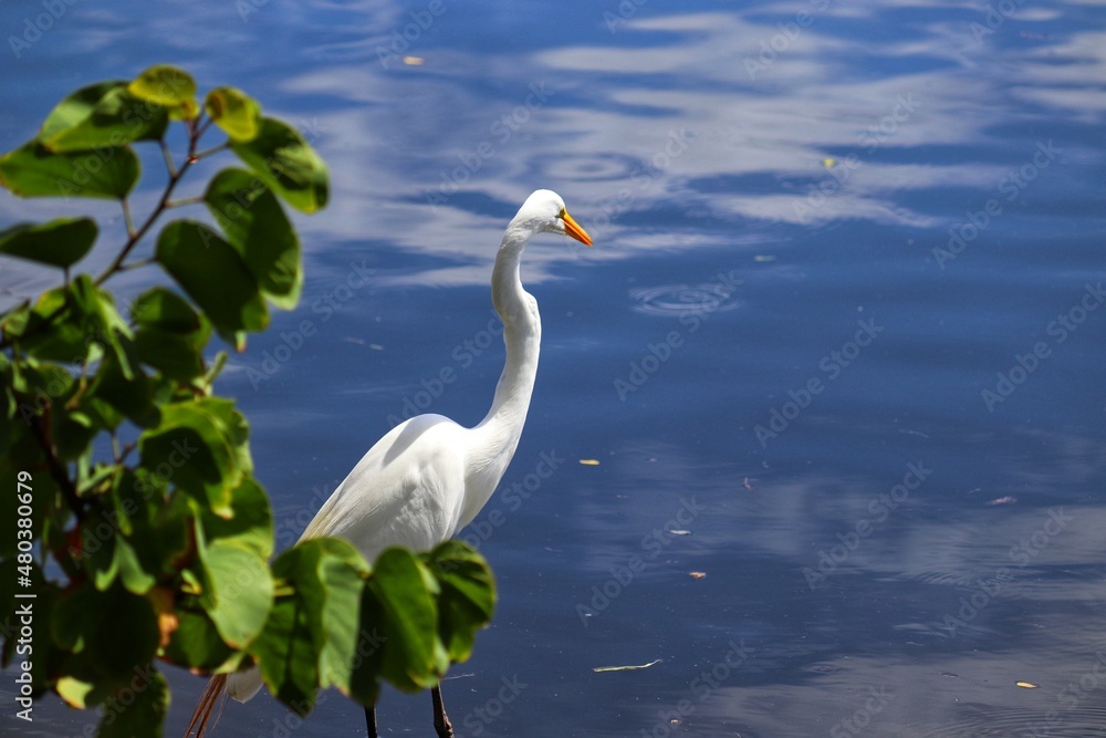 Obraz premium The beauty of the Great Egret found at Lagoa do Violão in Torres in Rio Grande do Sul, Brazil.