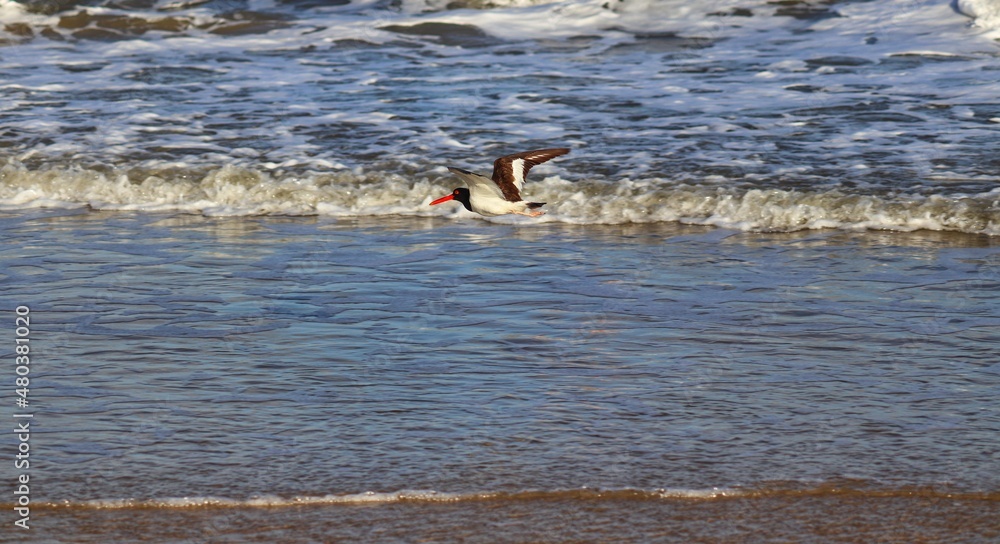 A beautiful bird by the sea on a summer day. A beautiful bird by the sea on a summer day.