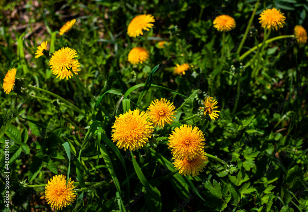 wild yellow flower dandelion growing in forest and field wild yellow flower dandelion growing in forest and field