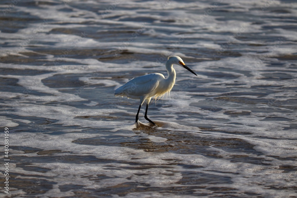 A beautiful bird by the sea on a summer day. A beautiful bird by the sea on a summer day.
