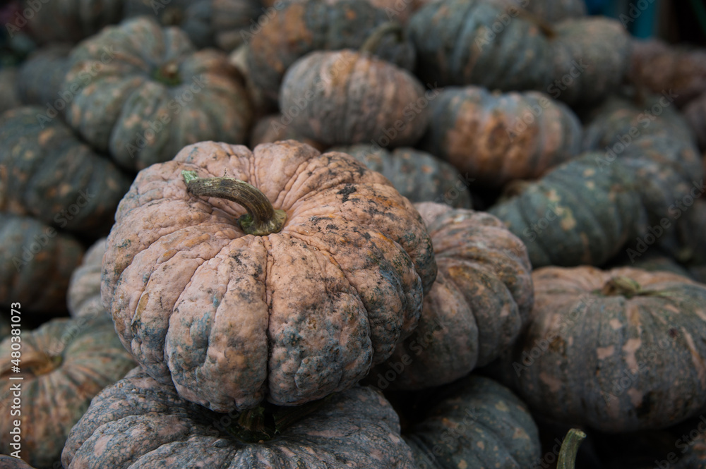 pile of pumpkins with texture pile of pumpkins with texture