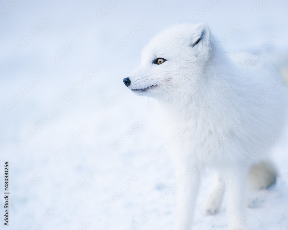 Fototapeta premium Portrait of a wild white Arctic fox
