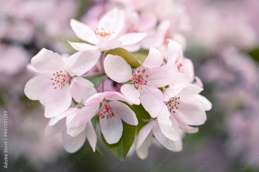 Delicate apple tree flowers in spring. Apple orchard.