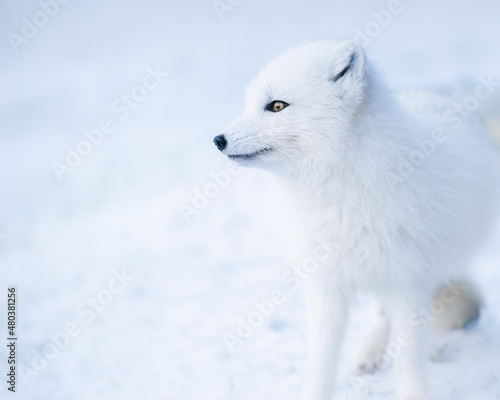 Portrait of a wild white Arctic fox