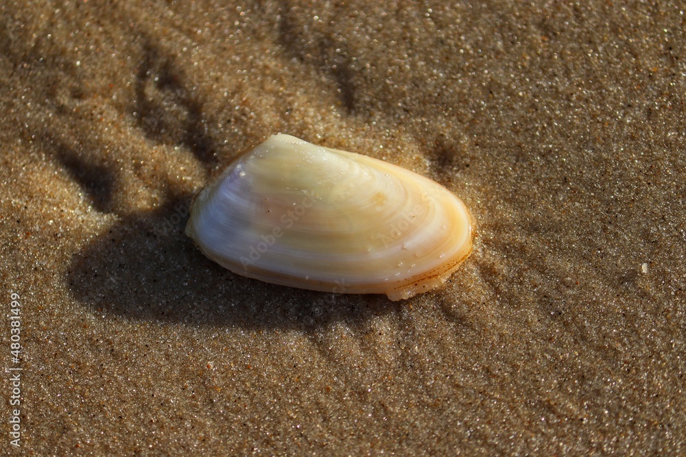 The beauty of the seashells found on the edge of the beach at dusk. The beauty of the seashells found on the edge of the beach at dusk.
