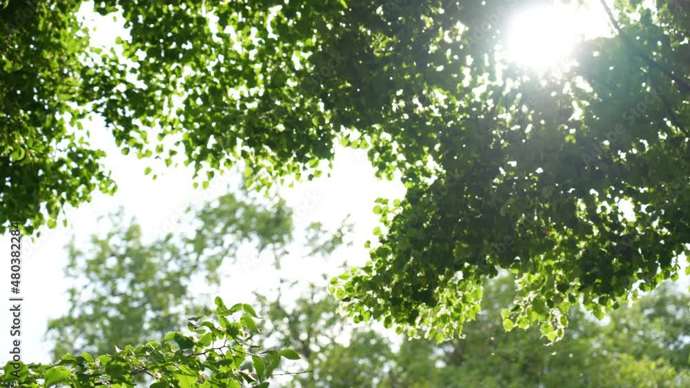 White fluffy pollen of trees flying in air everywhere in green evening sunset park outdoors. Danger of allergy season and many allergens to breath. Green leaves of many old trees isolated on white sky White fluffy pollen of trees flying in air everywhere in green evening sunset park outdoors. Danger of allergy season and many allergens to breath. Green leaves of many old trees isolated on white sky