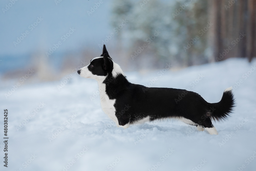 Corgi dog in the snow. Dog in winter. Dog in nature.