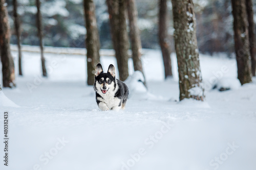 Cute Corgi dog running fast in the snow. Dog in winter. Dog action photo