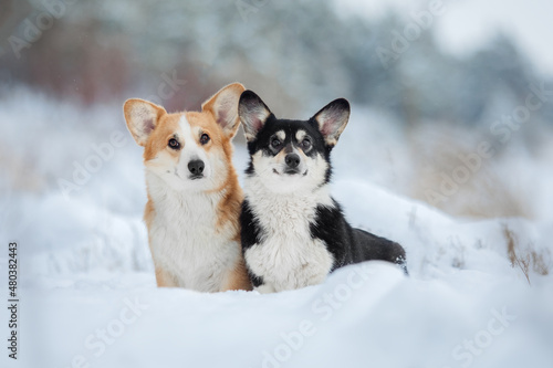 Two Pembroke Welsh Corgi dogs sitting together at the snow. Winter landscape. Group of dogs in nature