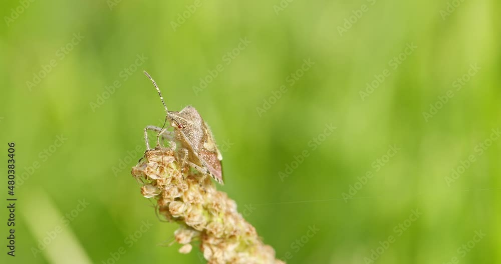 extreme close-ups of an insect sitting on top of a plant, view from the side extreme close-ups of an insect sitting on top of a plant, view from the side